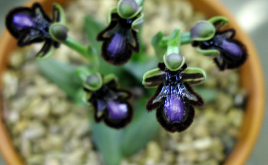 Ophrys speculum ssp orientalis