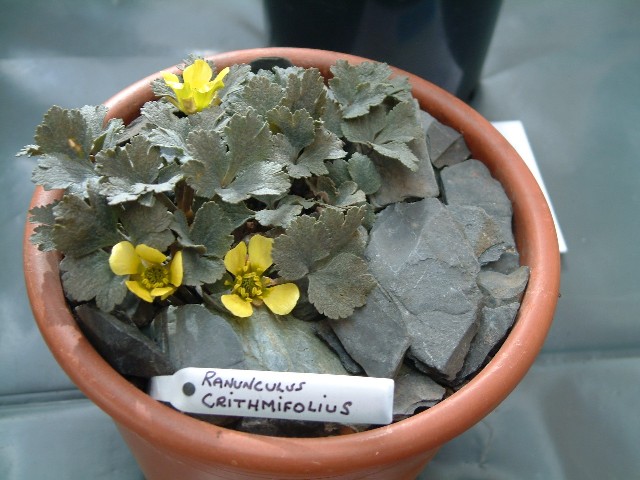 Ranunculus crithmifolius