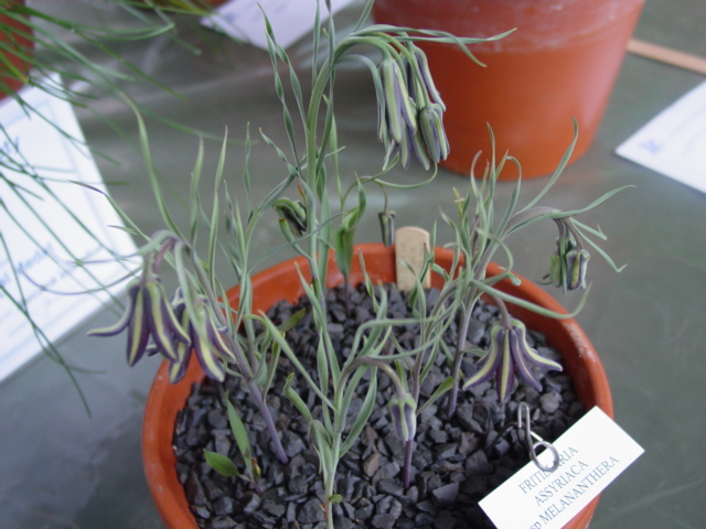 Fritillaia assyriaca ssp melanthera