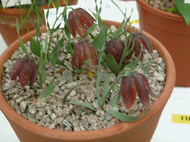 Fritillaria latifolia?