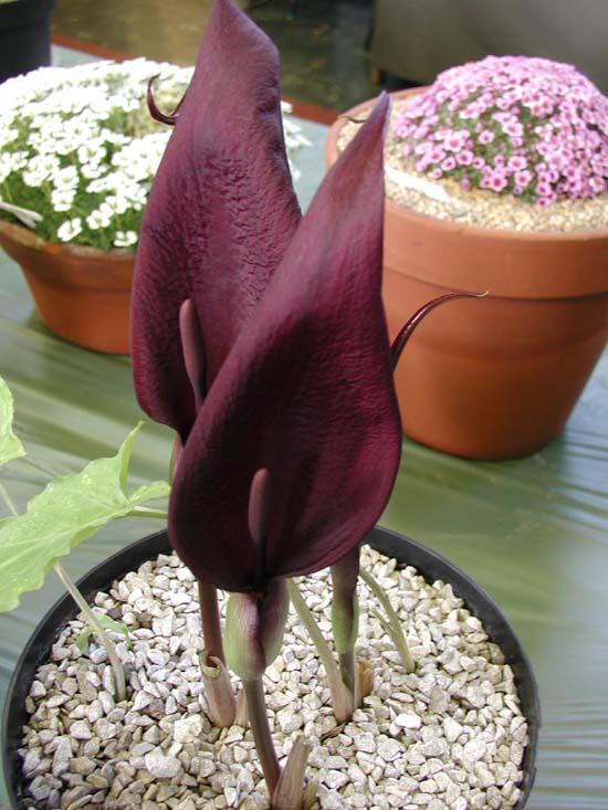 Arum purpureospathum
