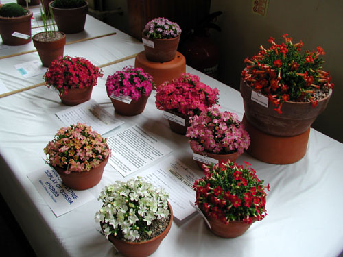 Display of hybrids between Ourisia polyantha and Ourisia microphylla