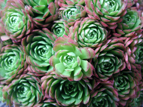 Rosularia pallida