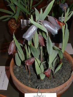 Fritillaria caucasica