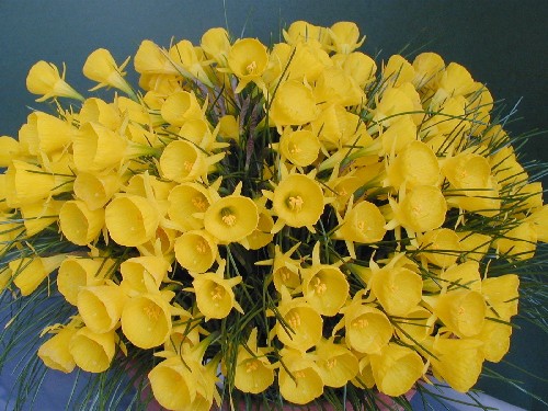 Narcissus bulbocodium ssp obesus