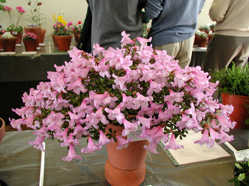 Rhododendron patulum
