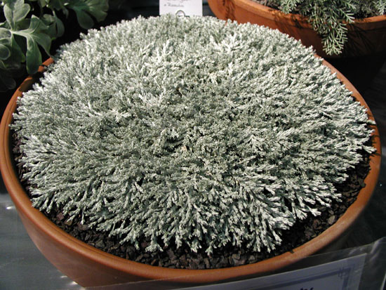 Helichrysum x Raoulia