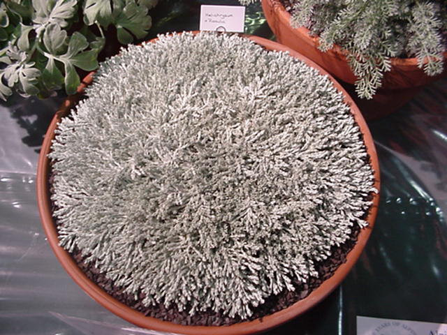 Helichrysum x Raoulia