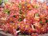 Ourisia polyantha 'Cliftonville Scarlet'