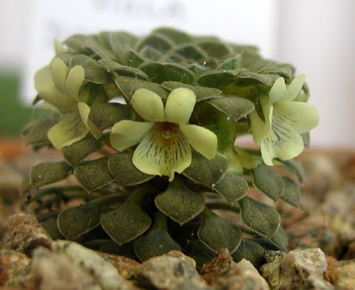 Viola dasyphylla