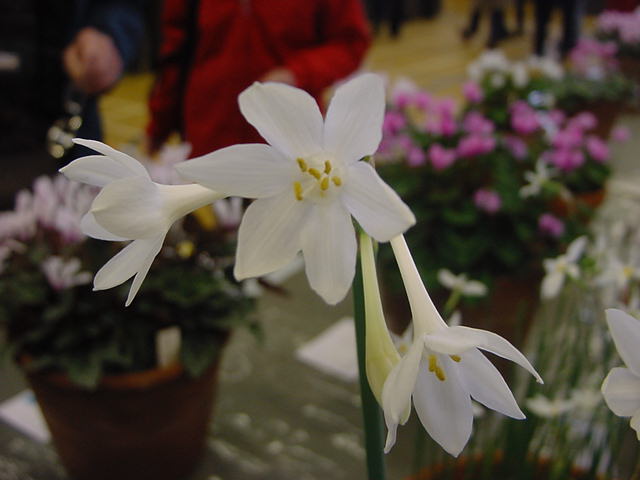 Narcissus brousonettii