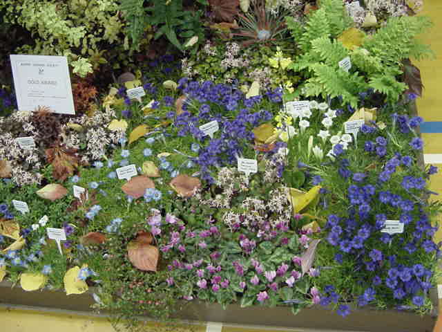 Display of Alpines showing Autumn colour