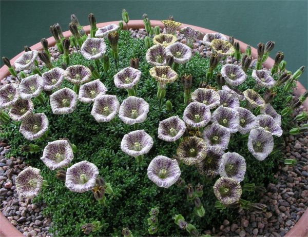Petunia patagonica