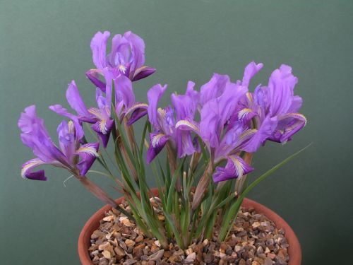 Iris  tigridia