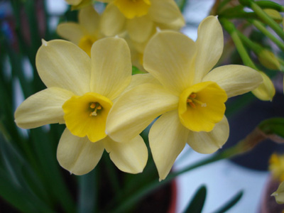 Narcissus 'Pacific Coast'