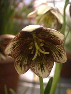 Fritillaria 'Martha Roderick