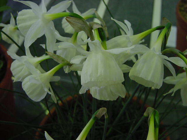 Narcissus 'Eira'