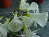 Narcissus albidus v albidus SF110