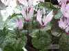 Cyclamen rhodium ssp. peleponnesiacum