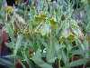 Fritillaria hermonis RRW9503