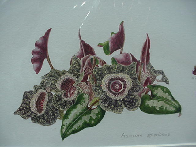 Asarum splendens (painting)