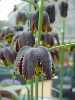 Fritillaria  affinis var tristulis