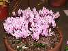 Cyclamen hederifolium ssp confusum