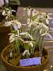 Galanthus reginae-olgae