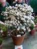 Rhododendron trichostomum