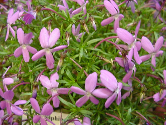Viola delphinantha