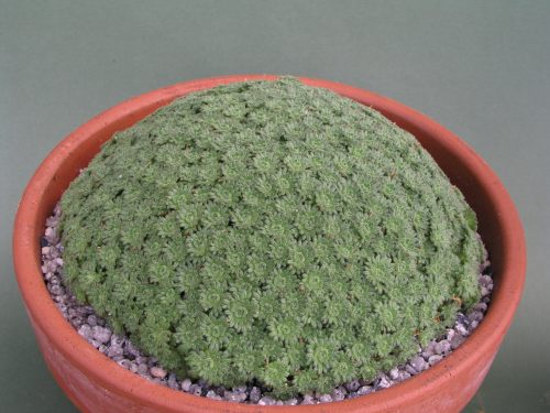 Saxifraga pubescens 'Snowcap'