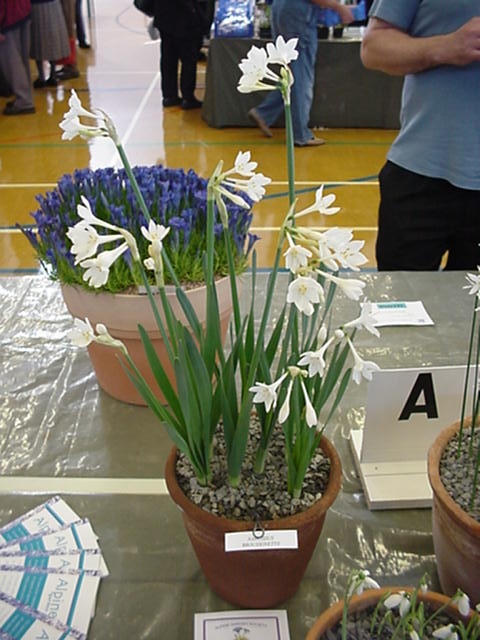 Narcissus broussonettii