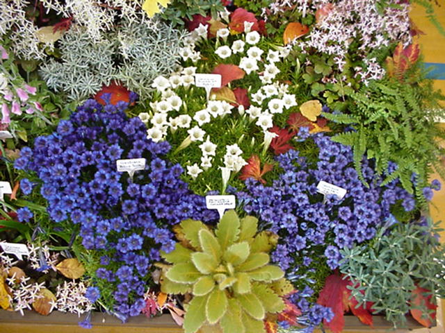 Display of autumn flower and foliage