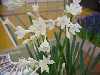 Narcissus broussonettii