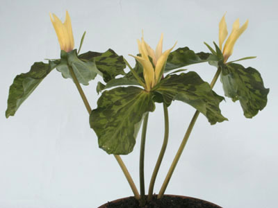 Trillium chloropetalum 'Yellow Seedling'
