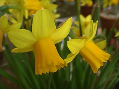 Narcissus 'Quince'