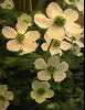 Anemone trullifolia 'Cream Seedling'