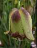 Fritillaria acmopetala