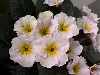 Exhibition of New Irish Primulas