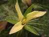 Trillium chloropetalum 'Yellow Seedling'