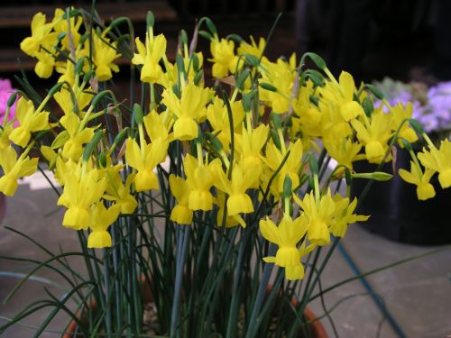 Narcissus triandrus v. concolor (sterile clone)
