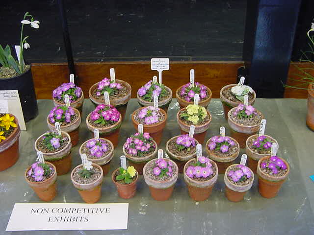 A Selection of Newer primulas