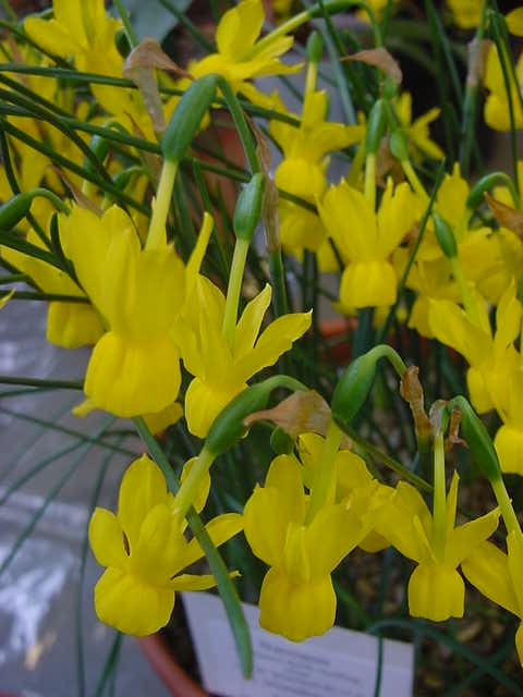 Narcissus triandrus v. concolor (sterile clone)