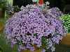 Campanula thessala x MESE 311