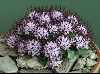 Physoplexis comosum