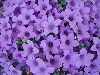 Campanula thessala x MESE 311
