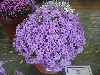 Campanula thessala x MESE 311