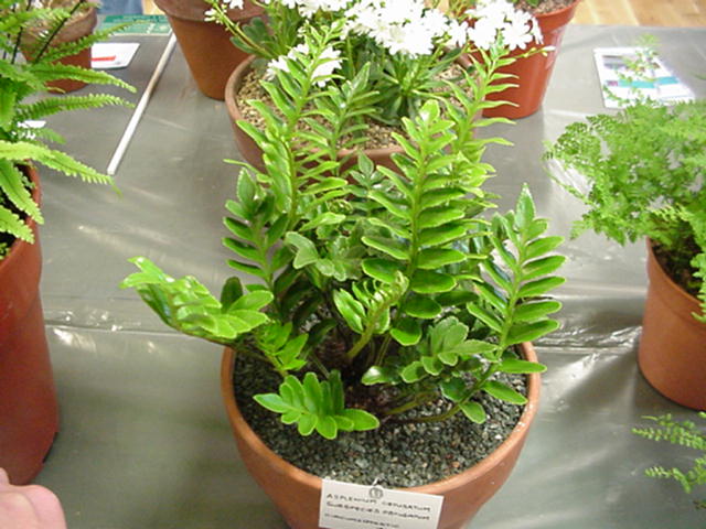 Asplenium obtusatum ssp Obtusatum
