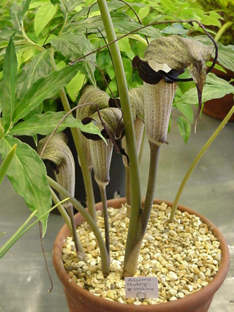Arisaema Thunbergii ssp Urashima