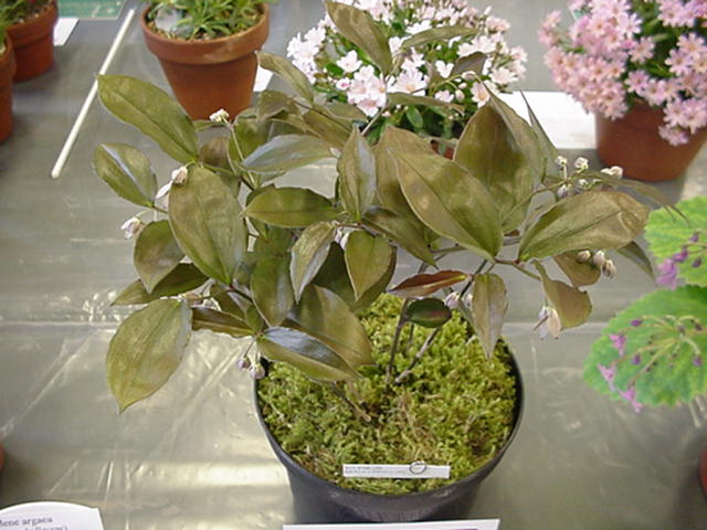 Disporum brachyphyllum